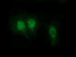 RABL2A Antibody (OTI4A8), Novus Biologicals 0.1mL; Unlabeled:Antibodies,