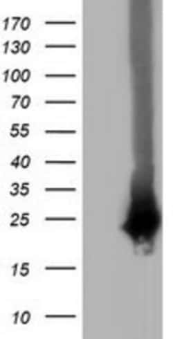 RABL2A Antibody (OTI4A8), Novus Biologicals 0.1mL; Unlabeled:Antibodies,