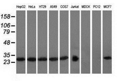 RABL2A Antibody (OTI4A8), Novus Biologicals 0.1mL; Unlabeled:Antibodies,
