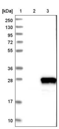 RABL4 Antibody, Novus Biologicals 25 &mu;L; Unlabeled:Antibodies, Polyclonal
