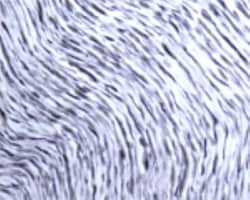 Rac1 Antibody, Novus Biologicals 0.1 mL; Unconjugated:Antibodies, Polyclonal