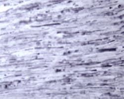 Rac1 Antibody, Novus Biologicals 0.1 mL; Unconjugated:Antibodies, Polyclonal