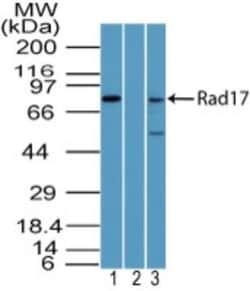 Rad17 Antibody, Novus Biologicals:Antibodies:Primary Antibodies