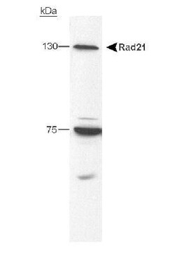 Rad21 Antibody, Novus Biologicals 0.1mg; Unlabeled:Antibodies, Polyclonal