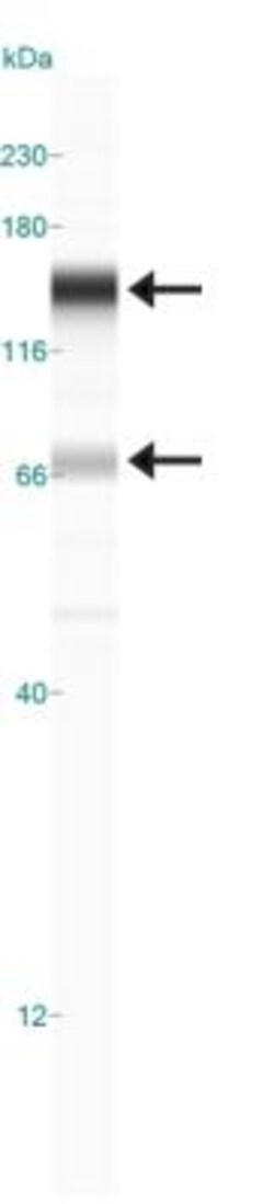 Rad21 Antibody (CM110-2C10) - BSA Free, Novus Biologicals 0.1mL; Unlabeled:Antibodies,