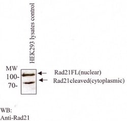 Rad21 Antibody (CM110-2C10) - BSA Free, Novus Biologicals 0.1mL; Unlabeled:Antibodies,