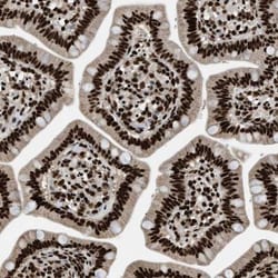 Rad21 Antibody, Novus Biologicals:Antibodies:Primary Antibodies