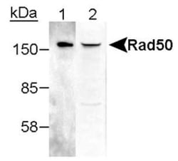 Rad50 Antibody, Novus Biologicals 0.1mL; Unlabeled:Antibodies, Polyclonal