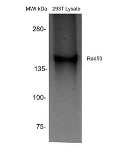 Rad50 Antibody, Novus Biologicals 0.1mL; Unlabeled:Antibodies, Polyclonal