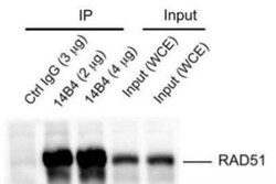 Rad51 Antibody (14B4), Novus Biologicals 0.1mg; Unlabeled:Antibodies, Monoclonal