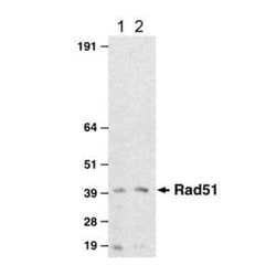 Rad51 Antibody (14B4), Novus Biologicals 0.1mg; Unlabeled:Antibodies, Monoclonal