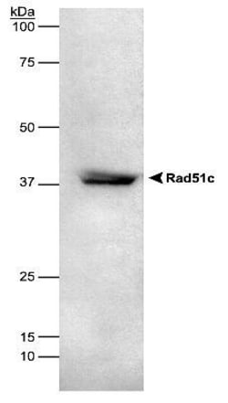 Rad51C Antibody (2H11/6) - BSA Free, Novus Biologicals:Antibodies:Primary