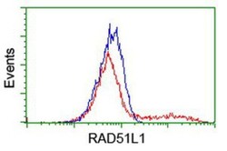 Rad51L1 Antibody (OTI7H4), Novus Biologicals 0.1mL; Unlabeled:Antibodies,