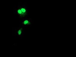Rad51L1 Antibody (OTI7H4), Novus Biologicals 0.1mL; Unlabeled:Antibodies,
