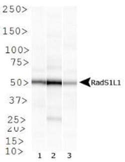 Rad51L1 Antibody (1 H3/13) - BSA Free, Novus Biologicals 0.1mL; Unlabeled:Antibodies,
