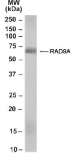 Rad9 Antibody, Novus Biologicals 0.1mg; Unlabeled:Antibodies, Polyclonal