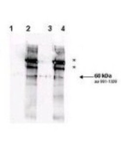 Rad9, p Ser1260 Antibody, Novus Biologicals 0.1mg; Unlabeled:Antibodies,
