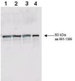 Rad9 Antibody, Novus Biologicals 0.1mg; Unlabeled:Antibodies, Polyclonal