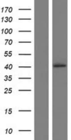 Novus Biologicals&trade;&nbsp;RFNG Overexpression Lysate