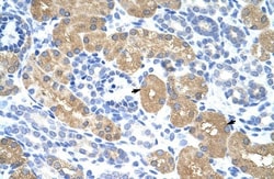 RAE1 Antibody, Novus Biologicals 100&mu;L; Unlabeled:Antibodies, Polyclonal