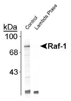 Raf-1, p Ser301 Antibody, Novus Biologicals 0.1mL; Unlabeled:Antibodies,
