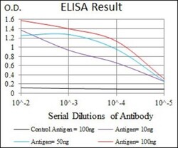 Raf-1 Antibody (4G4) - BSA Free, Novus Biologicals:Antibodies:Primary Antibodies
