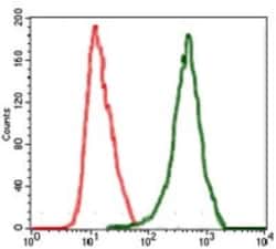 Raf-1 Antibody (4G4) - BSA Free, Novus Biologicals:Antibodies:Primary Antibodies