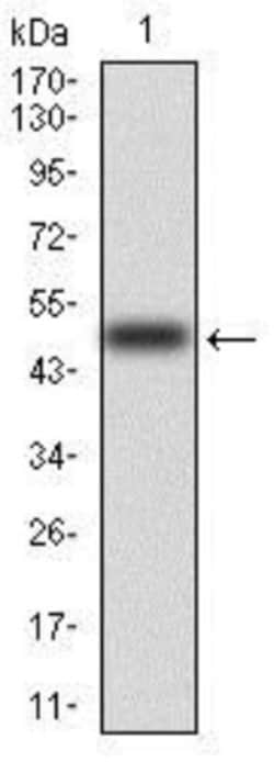 Raf-1 Antibody (4G4) - BSA Free, Novus Biologicals:Antibodies:Primary Antibodies