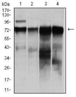 Raf-1 Antibody (4G4) - BSA Free, Novus Biologicals:Antibodies:Primary Antibodies