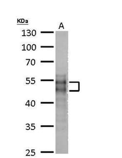 MOK Antibody, Novus Biologicals 0.1 mL | Buy Online | Novus Biologicals | Fisher Scientific