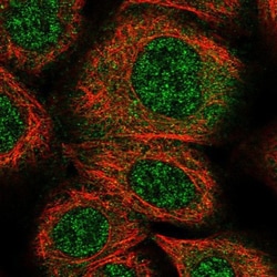 RAGEF2 Antibody, Novus Biologicals 0.1mL; Unlabeled:Antibodies, Polyclonal