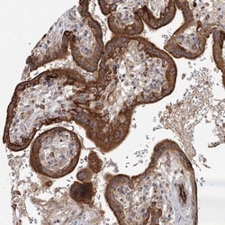 RAGEF2 Antibody, Novus Biologicals 0.1mL; Unlabeled:Antibodies, Polyclonal
