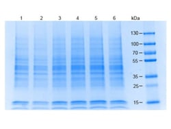 Novus Biologicals™ Raji Whole Cell Lysate