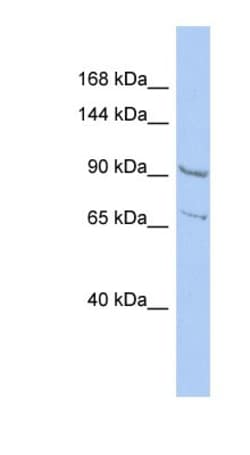 RALGDS Antibody, Novus Biologicals 0.05mg; Unlabeled:Antibodies, Polyclonal