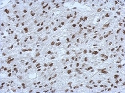 RALY Antibody, Novus Biologicals 0.1mL; Unlabeled:Antibodies, Polyclonal