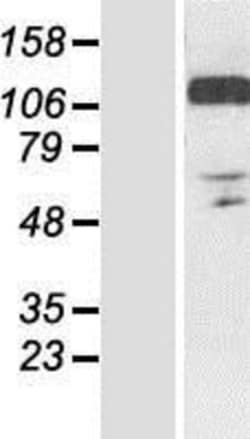 Novus Biologicals&trade;&nbsp;RANBP10 Overexpression Lysate