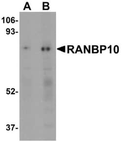 RANBP10 Antibody - BSA Free, Novus Biologicals 0.1mg; Unlabeled:Antibodies,