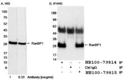 RanBP1 Antibody, Novus Biologicals 0.1mL; Unlabeled:Antibodies, Polyclonal
