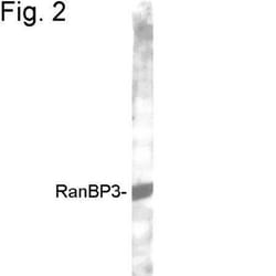 RanBP3 Antibody, Novus Biologicals 0.2mg; Unlabeled:Antibodies, Polyclonal