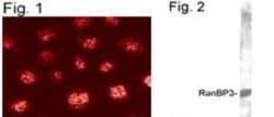 RanBP3 Antibody, Novus Biologicals 0.2mg; Unlabeled:Antibodies, Polyclonal