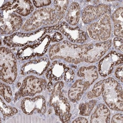 RANBP3L Antibody, Novus Biologicals:Antibodies:Primary Antibodies