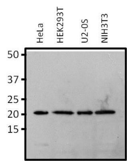 RAP1A Antibody (1D2-1C64), Novus Biologicals 0.1mg; Unlabeled:Antibodies,