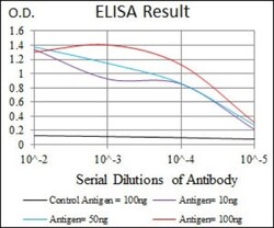 RAP1A Antibody (5F8) - BSA Free, Novus Biologicals:Anticuerpos:Anticuerpos
