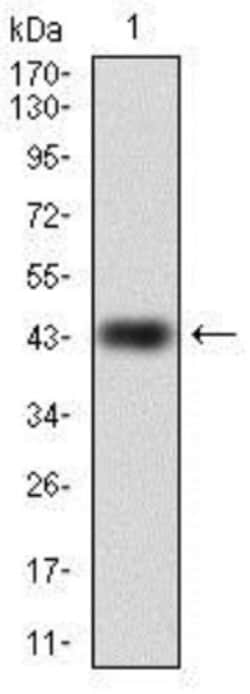 RAP1A Antibody (5F8) - BSA Free, Novus Biologicals:Anticuerpos:Anticuerpos