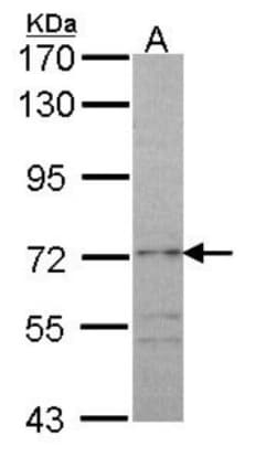 RAP1GAP Antibody, Novus Biologicals 0.1mL; Unlabeled:Antibodies, Polyclonal