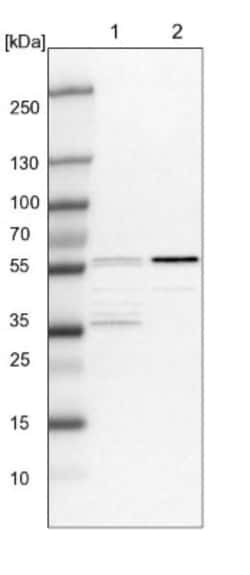 SYTL4 Antibody, Novus Biologicals:Antibodies:Primary Antibodies