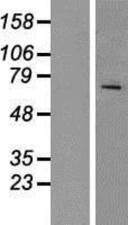 Novus Biologicals&trade;&nbsp;RAP1GDS1 Overexpression Lysate