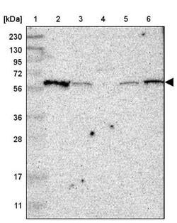 SYTL4 Antibody, Novus Biologicals:Antibodies:Primary Antibodies