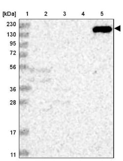 RAP6 Antibody, Novus Biologicals:Antibodies:Primary Antibodies