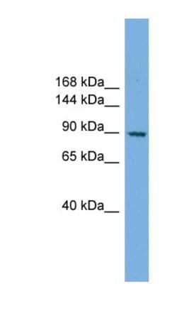 RAPGEF3 Antibody, Novus Biologicals:Antibodies:Primary Antibodies